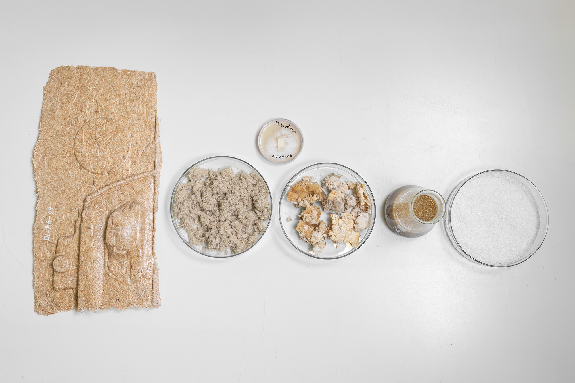 A table with various Petri dishes displaying everything from an exhibit made of natural fiber-reinforced plastic to material infested with fungus to plastic granulate.